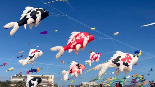 A group of colourful coy carp kites fly across the sky